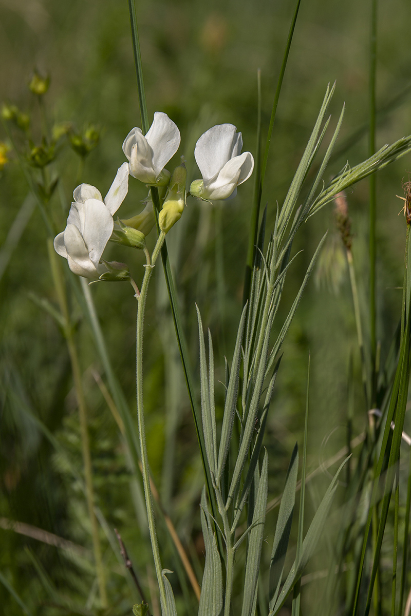 Изображение особи Lathyrus pallescens.