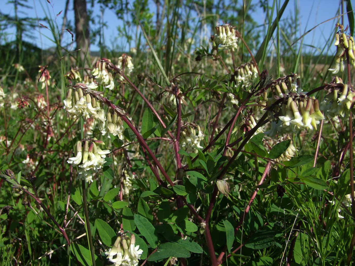 Image of Astragalus frigidus specimen.