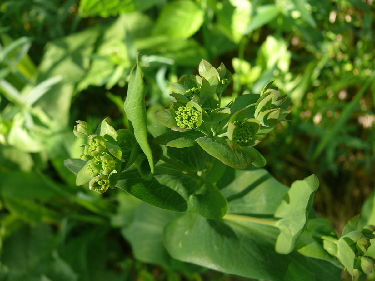 Image of Bupleurum longifolium ssp. aureum specimen.