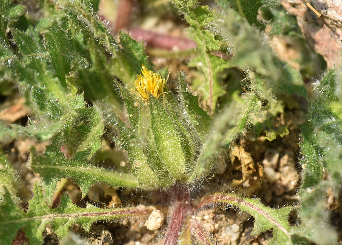 Изображение особи Centaurea benedicta.