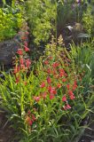 Penstemon barbatus