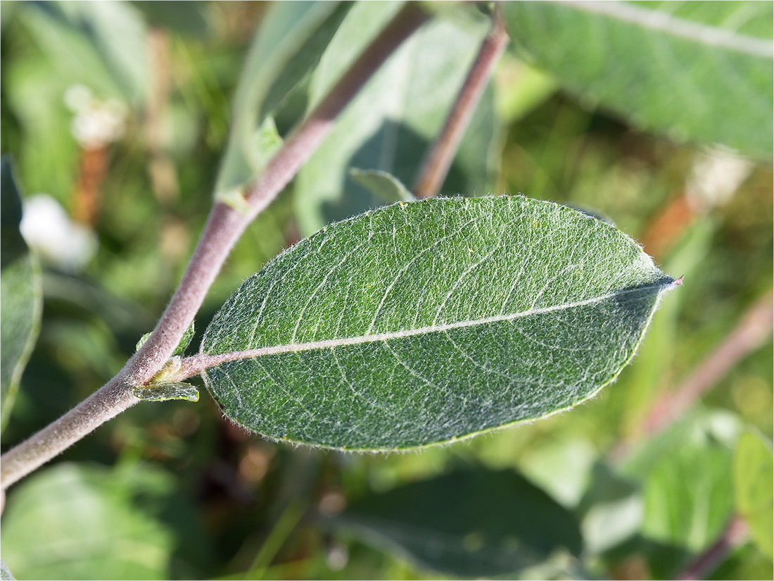 Изображение особи Salix glauca.