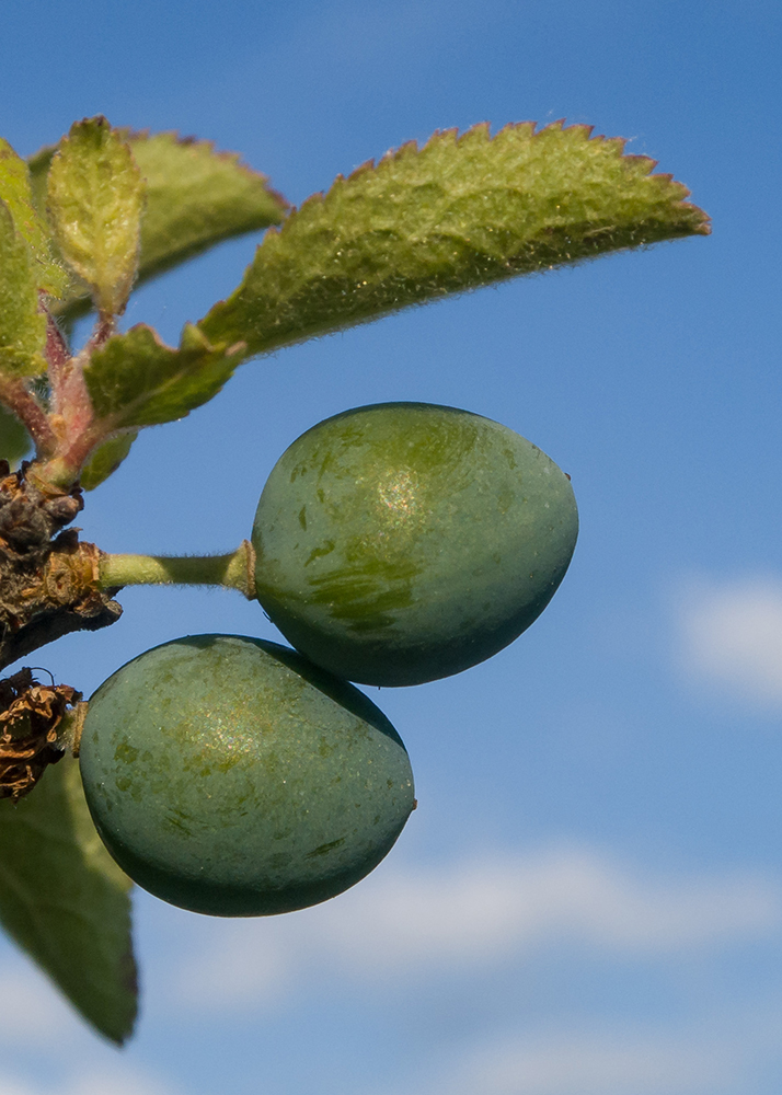 Image of Prunus stepposa specimen.