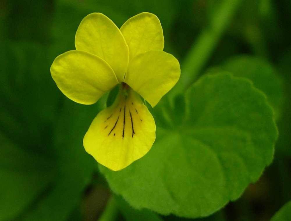 Изображение особи Viola biflora.