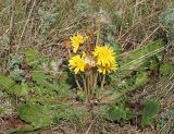 Taraxacum serotinum