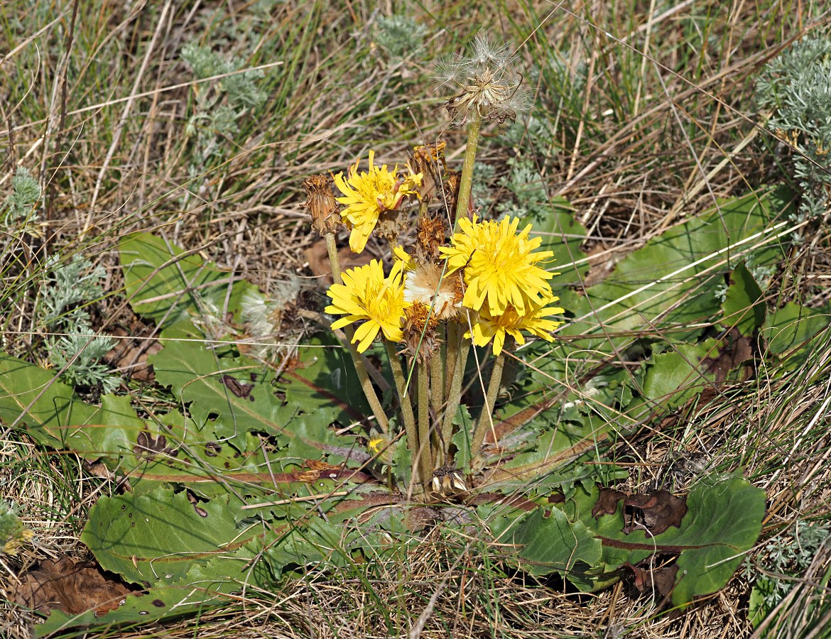 Изображение особи Taraxacum serotinum.