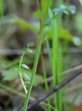 род Cardamine