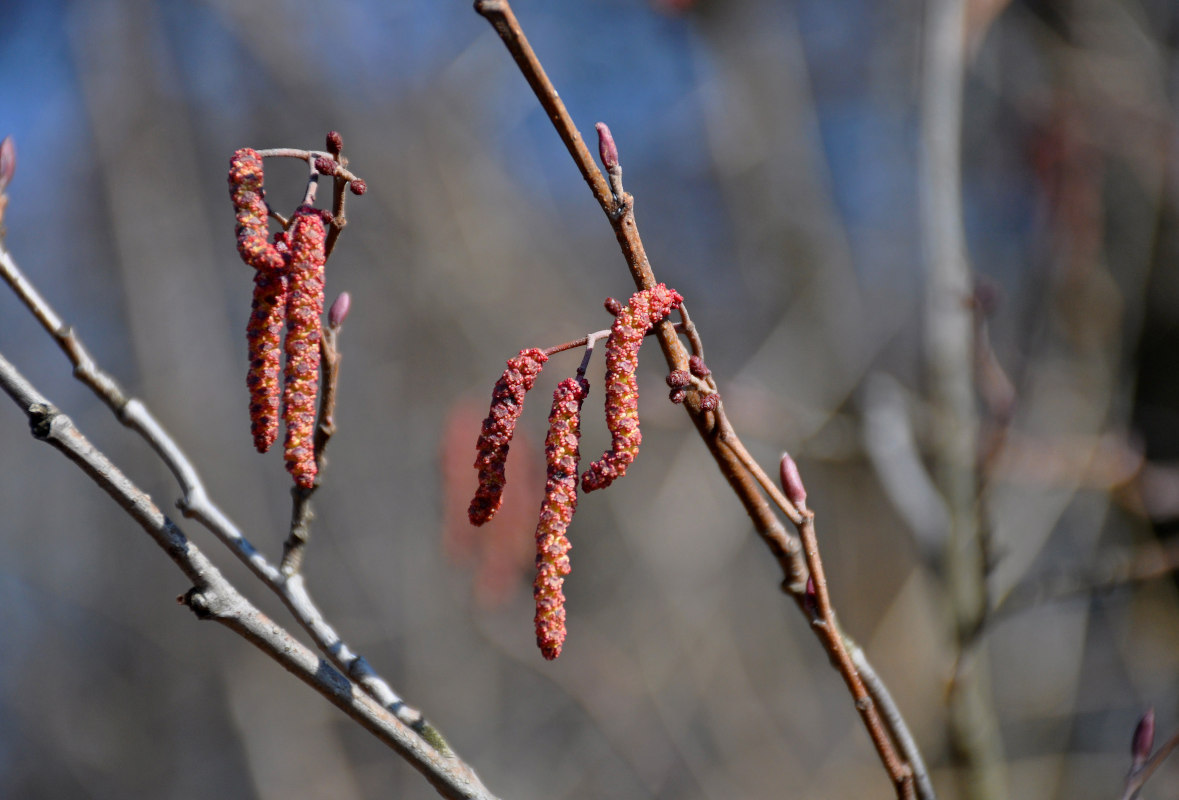 Изображение особи Alnus glutinosa.