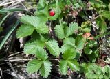 Fragaria vesca