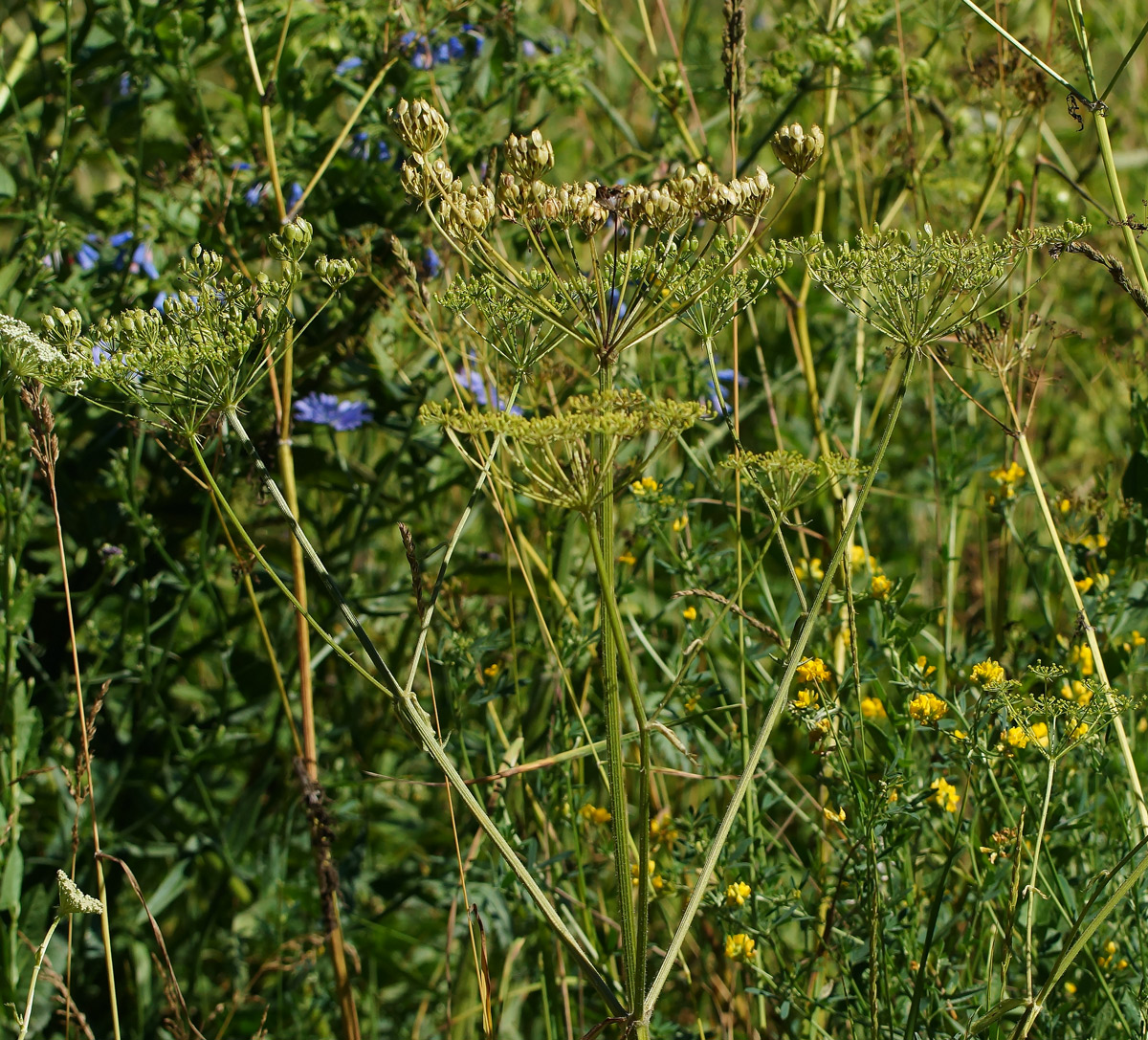 Image of Heracleum sibiricum specimen.