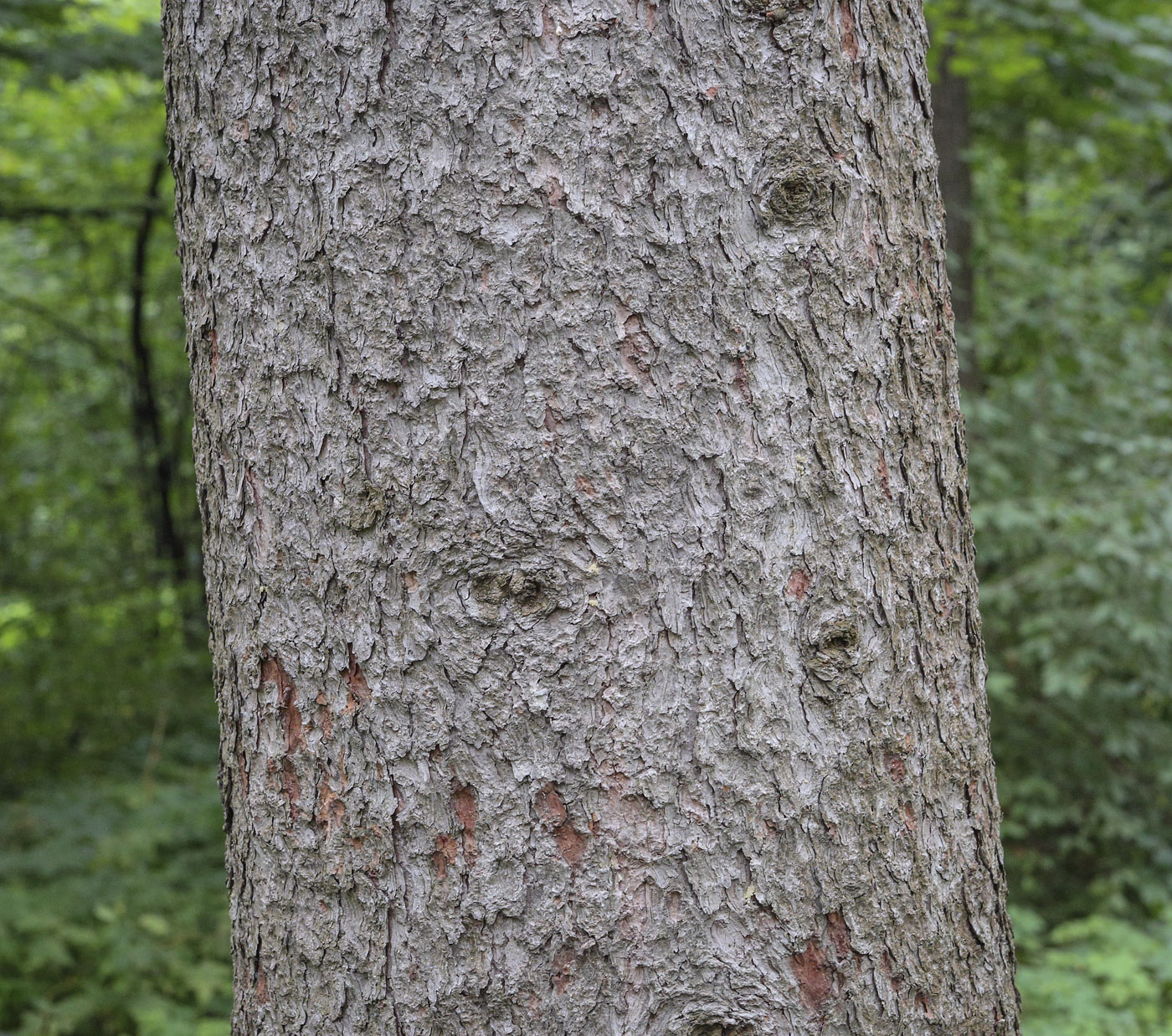 Image of Larix laricina specimen.