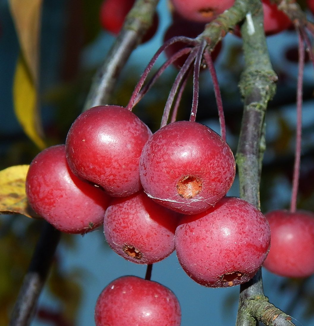 Image of Malus baccata specimen.