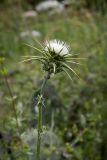 Silybum marianum. Верхушка побега с соцветием (белоцветковая форма). Израиль, лес Бен-Шемен. 20.04.2019.