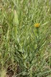 Tragopogon capitatus