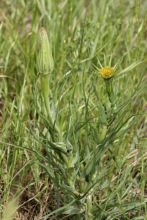 Изображение особи Tragopogon capitatus.