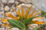 Inula orientalis