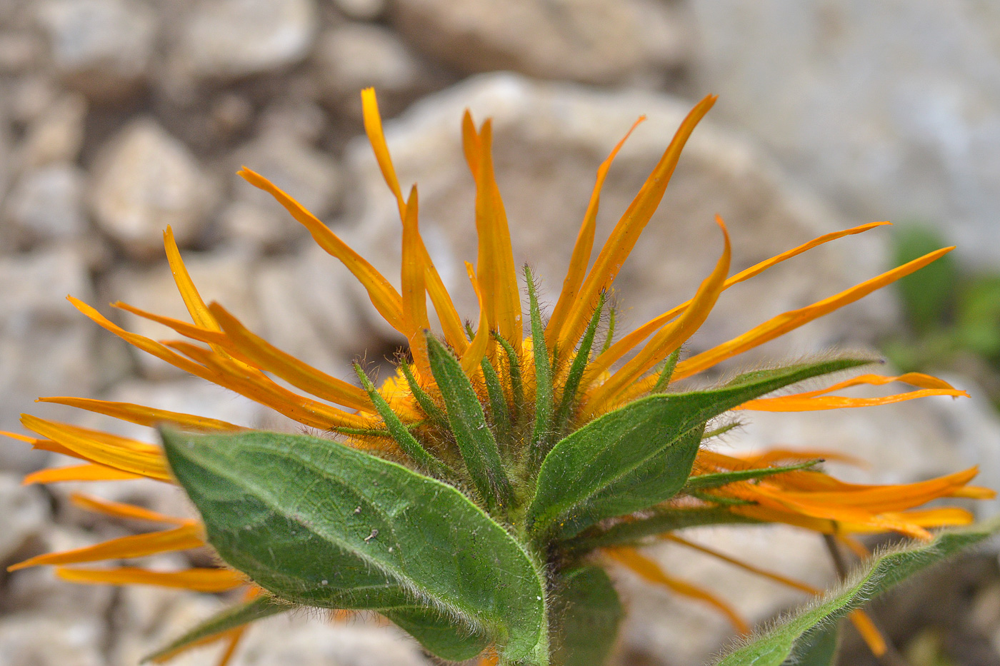 Изображение особи Inula orientalis.