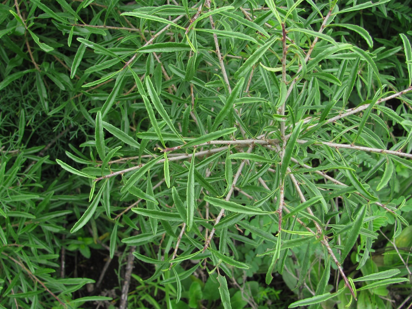 Image of Rhamnus erythroxyloides specimen.