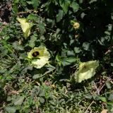 Hibiscus panduriformis