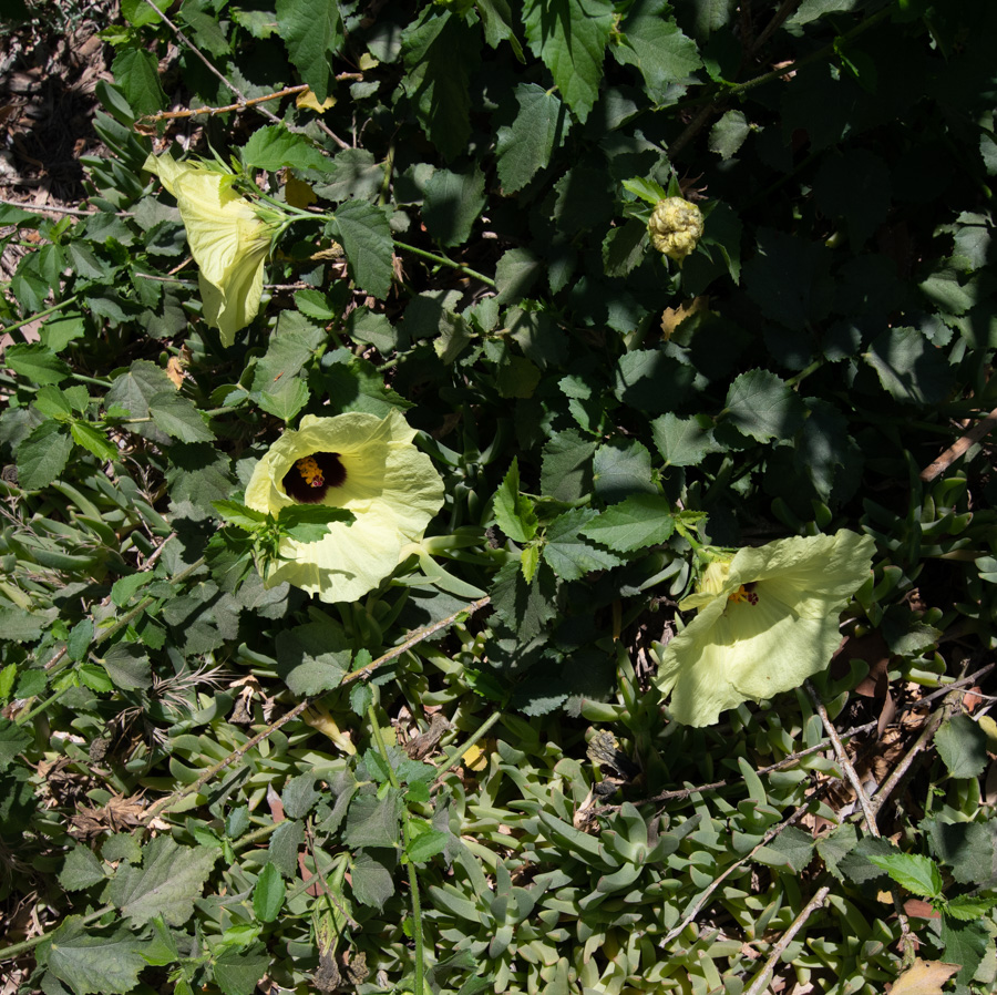 Image of Hibiscus panduriformis specimen.