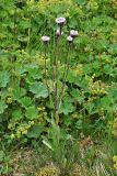 род Erigeron