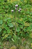 genus Erigeron. Цветущее растение. Республика Алтай, Онгудайский р-н, пер. Семинский, ≈ 1800 м н.у.м., луг. 01.08.2010.