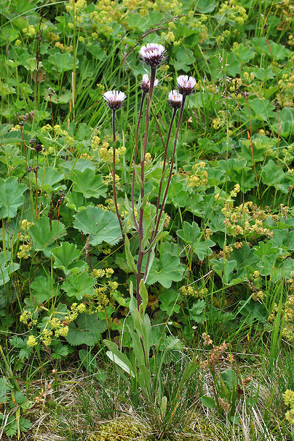 Image of genus Erigeron specimen.