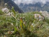 Centaurea cheiranthifolia. Отцветающее и плодоносящее растение. Кабардино-Балкария, Черекский р-н, Кабардино-Балкарский высокогорный заповедник, Мижиргийское ущелье, ≈ 2500 м н.у.м., отложенная боковая морена, альпийский луг. 16.08.2021.