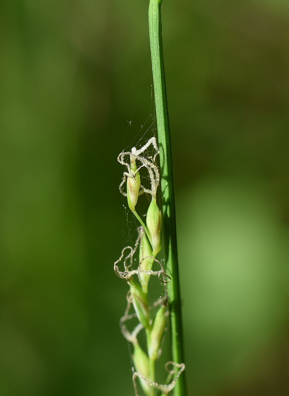 Изображение особи Carex pilosa.