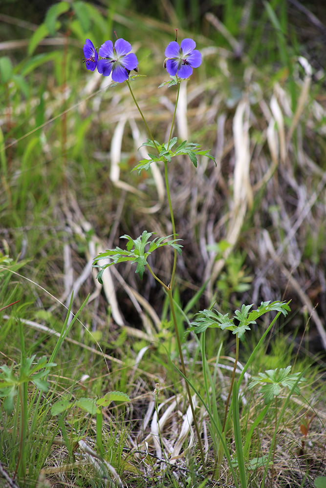 Image of Geranium erianthum specimen.