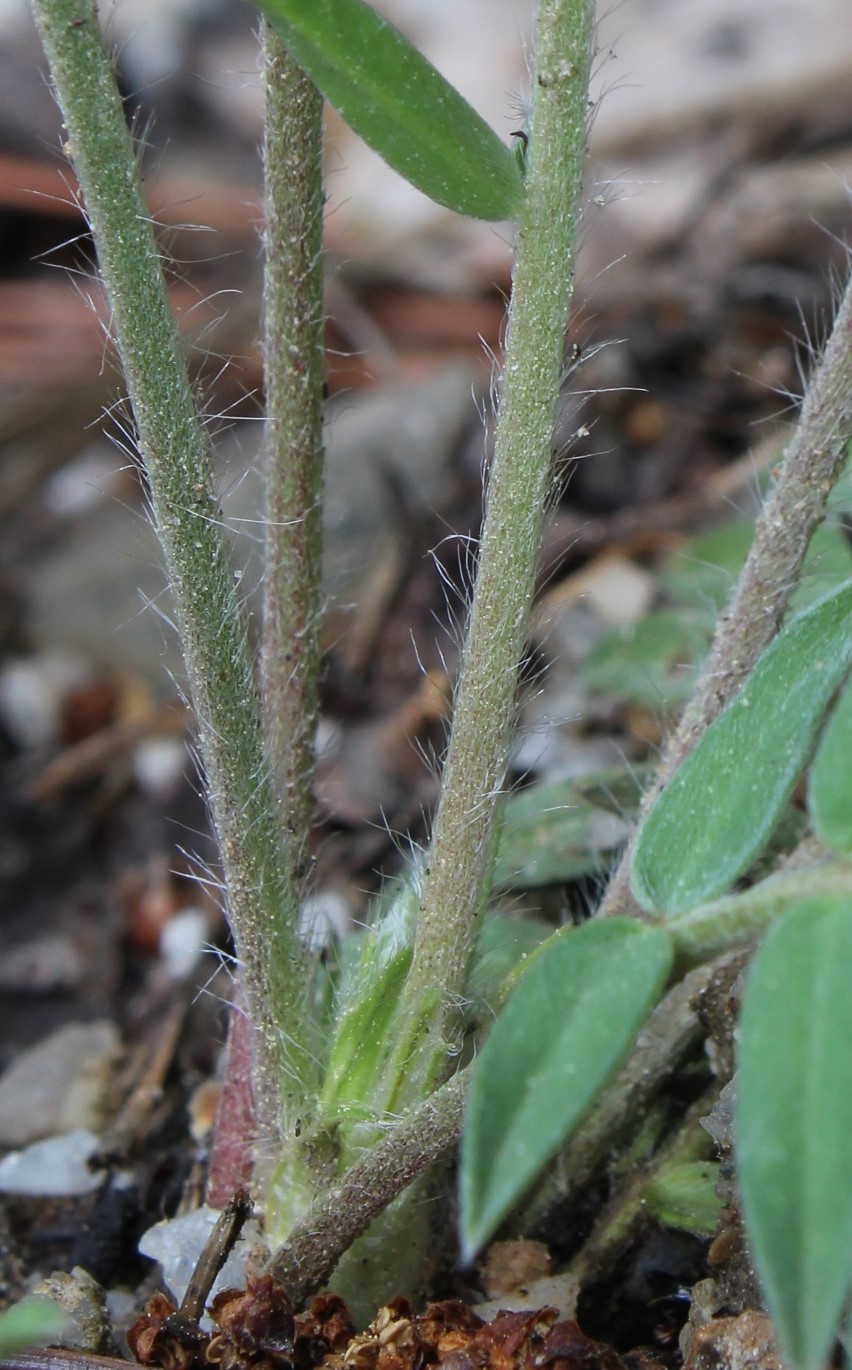 Изображение особи Oxytropis wologdensis.