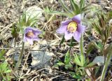 Pulsatilla dahurica. Цветущие растения. Хабаровский край, окр. Комсомольска-на-Амуре. 16.05.2008.