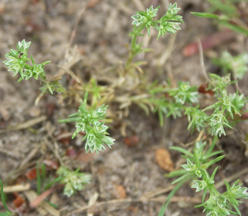 Изображение особи Scleranthus annuus.