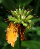 Trollius kolonok