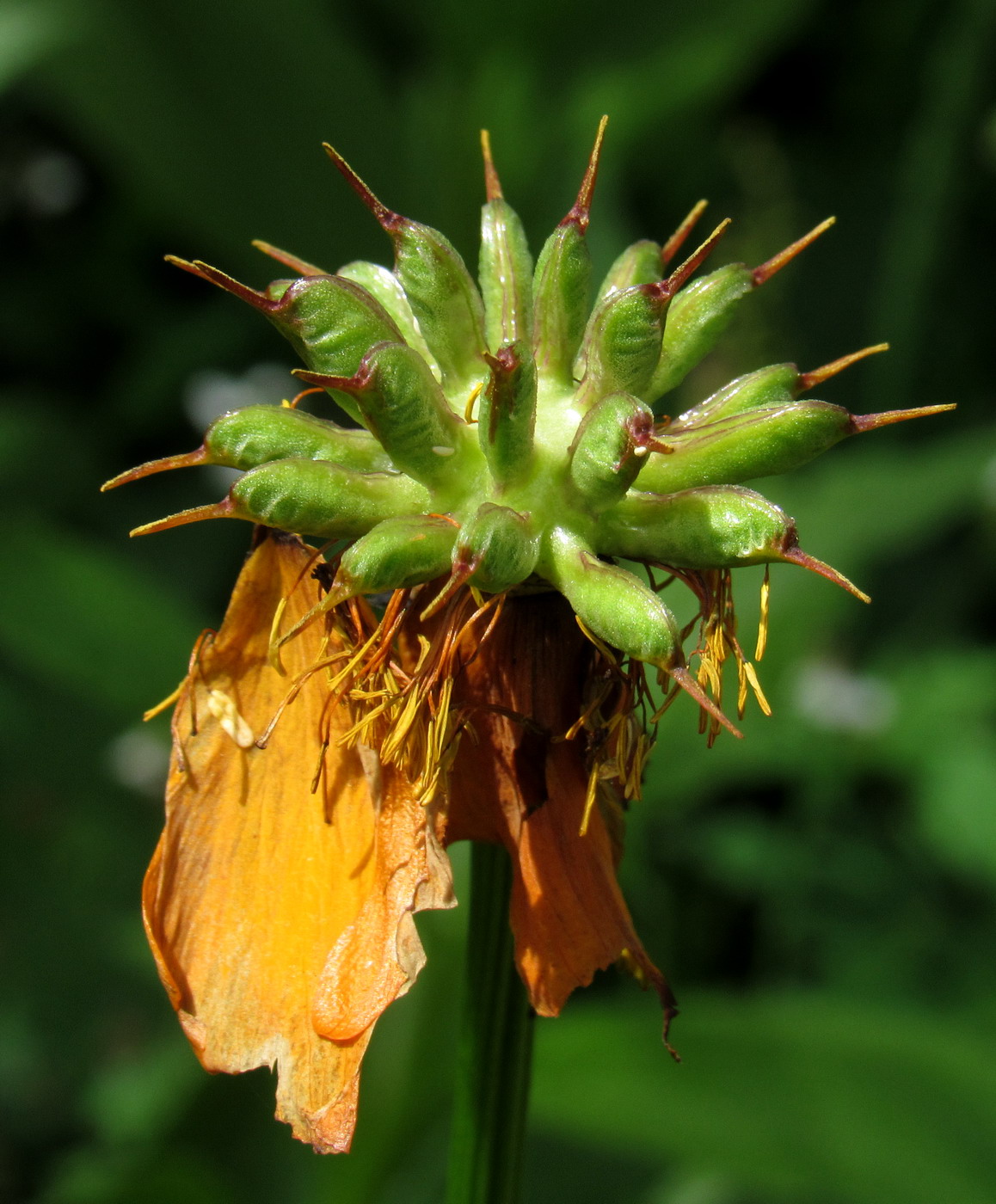 Image of Trollius kolonok specimen.