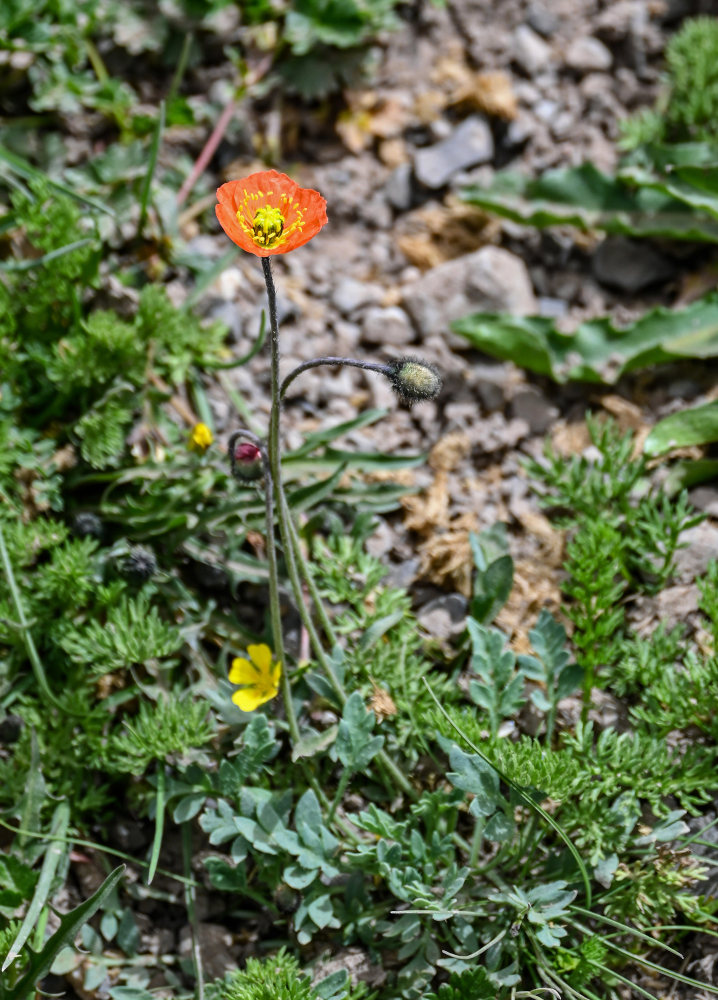 Image of Papaver croceum specimen.