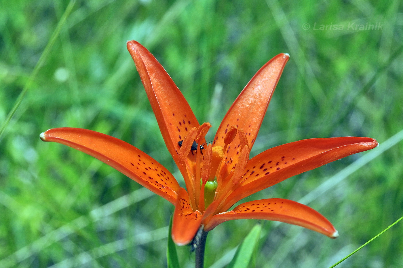 Изображение особи Lilium buschianum.