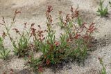 Rumex acetosella
