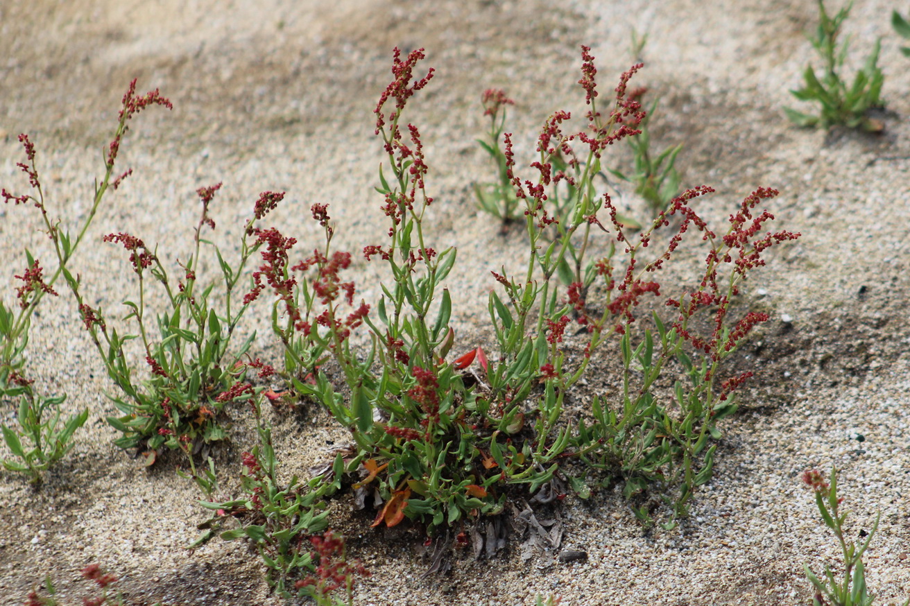 Image of Rumex acetosella specimen.