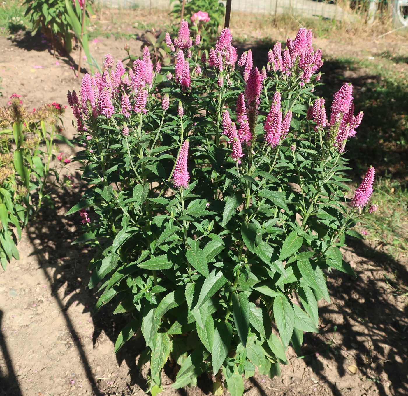 Image of Veronica spicata specimen.