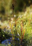 Drosera anglica. Плодоносящее растение. Приморский край, Ольгинский р-н, окр. пгт Ольга, вблизи устья р. Аввакумовка на левом берегу, берег озера, травяное болото на сплавине. 01.09.2022.