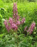 Corydalis multiflora