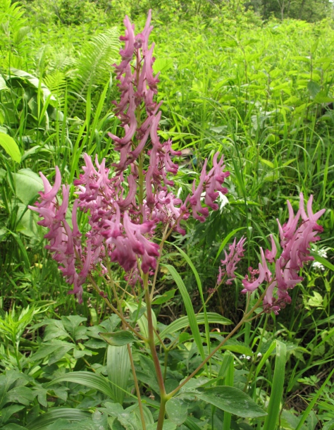 Image of Corydalis multiflora specimen.