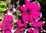 Petunia &times; atkinsiana