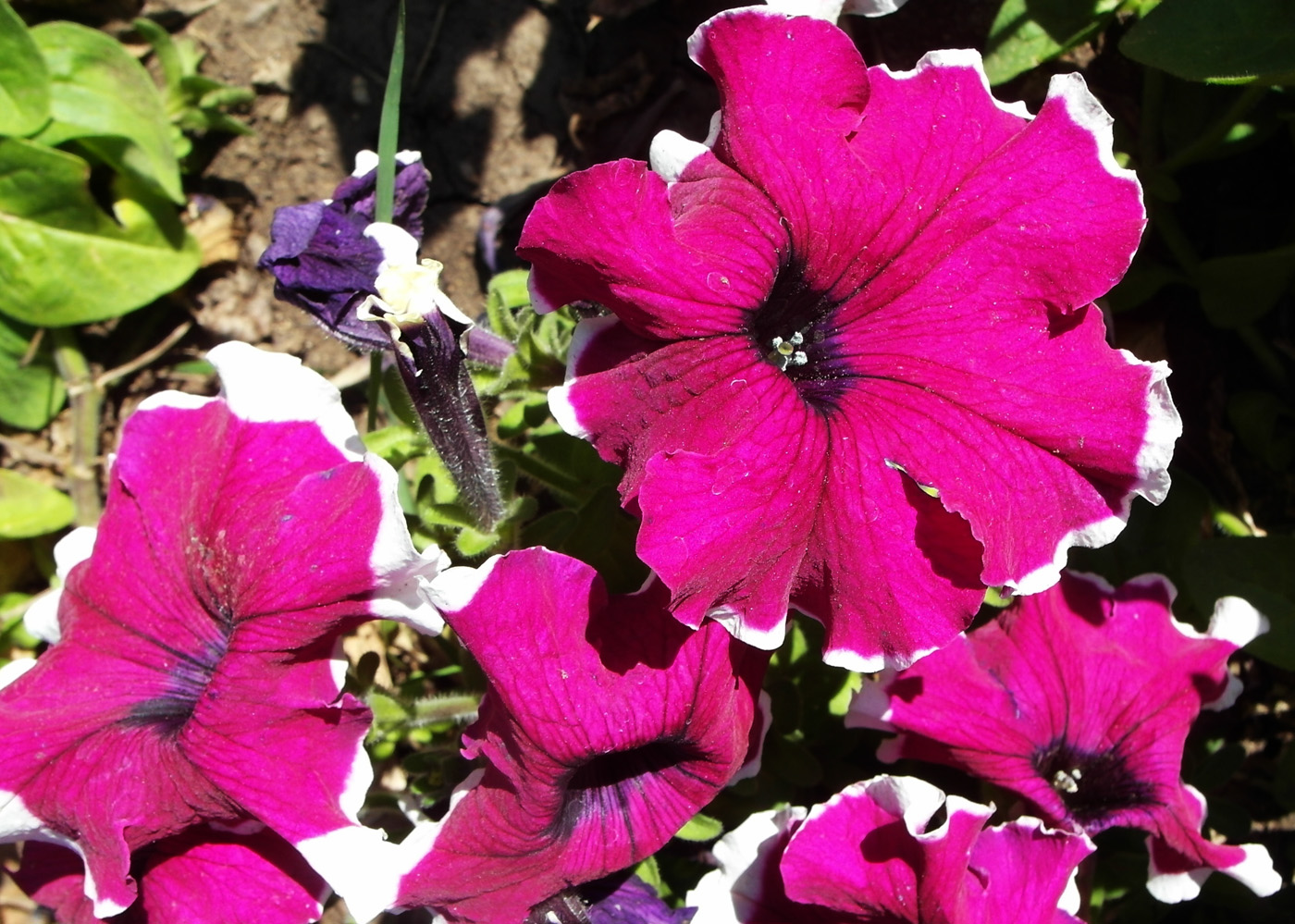Изображение особи Petunia × atkinsiana.
