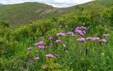 Linum hypericifolium