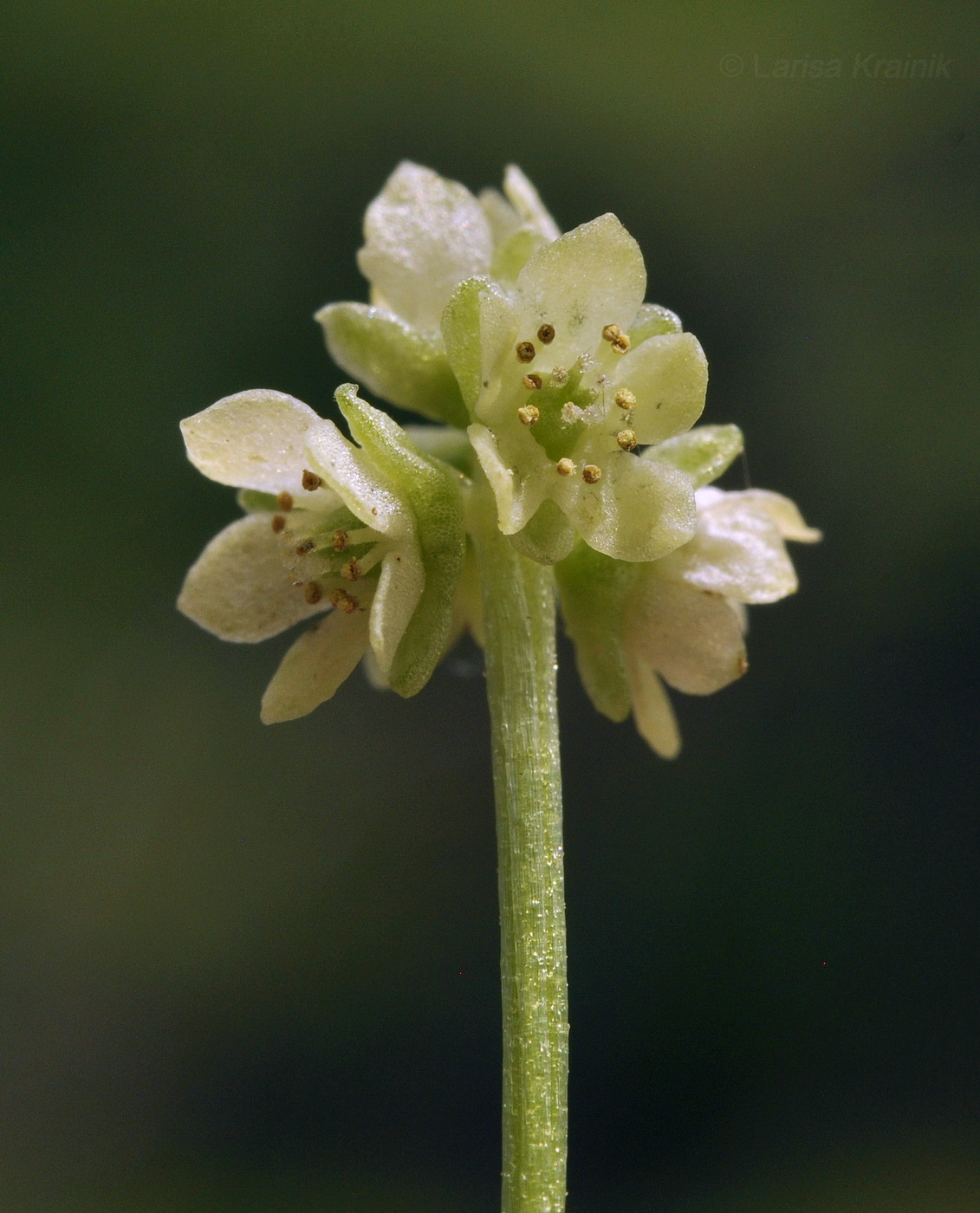 Image of Adoxa moschatellina specimen.