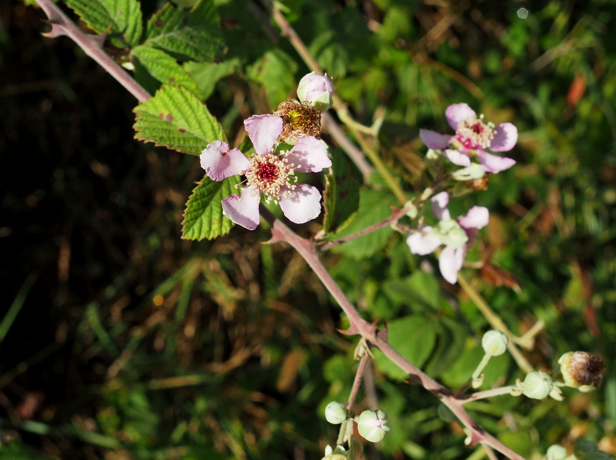 Изображение особи Rubus sanctus.