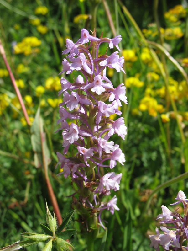 Image of Gymnadenia conopsea specimen.