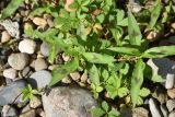 genus Persicaria